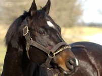 SUNDAY SILENCE and EASY GOER: The RIVALRY