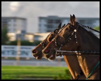 HARNESS RACING MUSEUM and HALL OF FAME: THE BEST HARNESS RACES OF 2003
