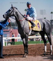 1984 BREEDERS' CUP (Entire Televised Broadcast from HOLLYWOOD PARK - FULL LENGTH Version)